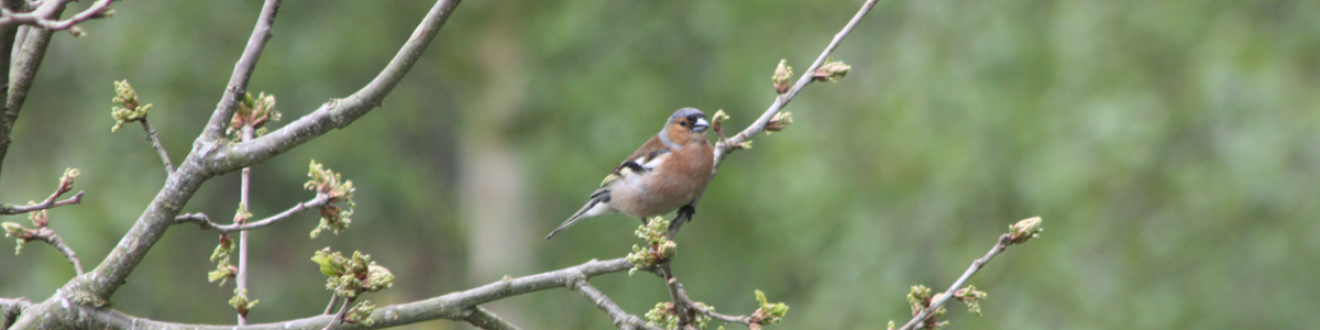 Sandra's Mindfulness Foundation Course turned my life around